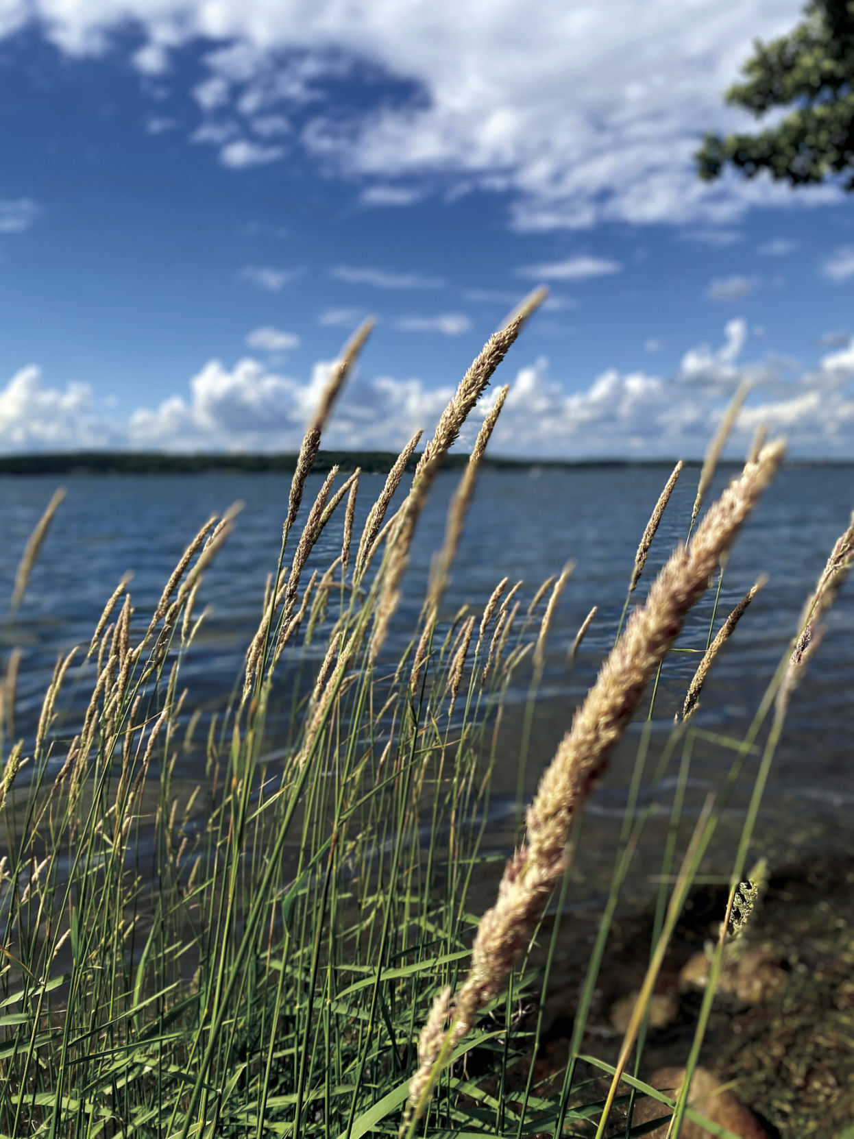 In the wind